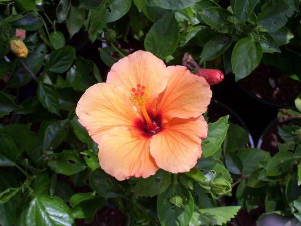 Couleur Orange Hibiscus Rosa Sinensis Fleur — Photo