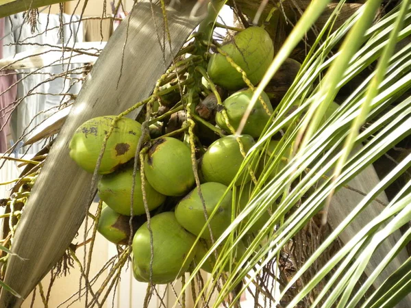Coconut tree with green coconuts