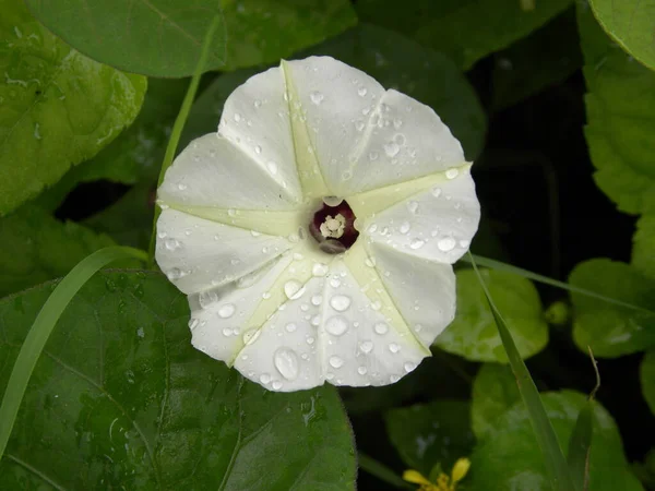 白い色朝の栄光の花 — ストック写真