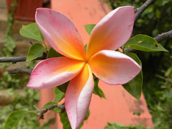 Rózsaszín Narancssárga Szín Plumeria Virág — Stock Fotó