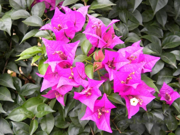 Pembe Bougainvillea çiçekleri