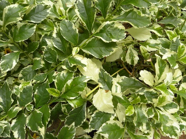 Zelené Žluté Listy Rostlin Euonymus — Stock fotografie