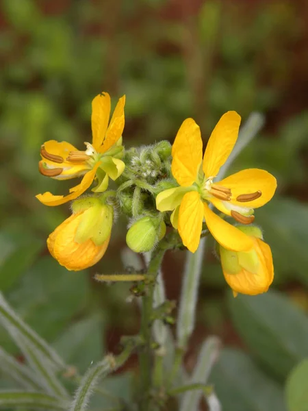 Cor Amarela Brilhante Chelidonium Flores — Fotografia de Stock