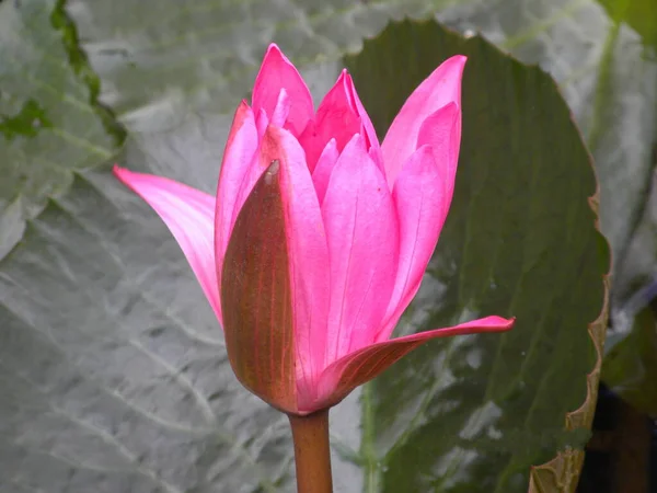 Rosafarbene Lotusblume — Stockfoto