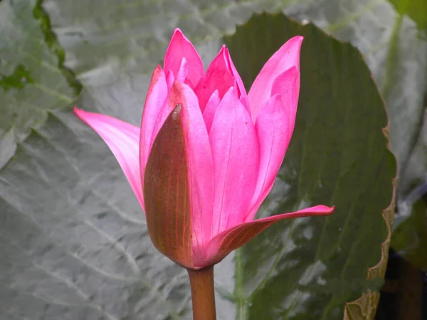 Cor Rosa Flor Lótus — Fotografia de Stock