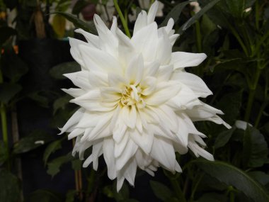 Beyaz renk Dahlia Çiçeği