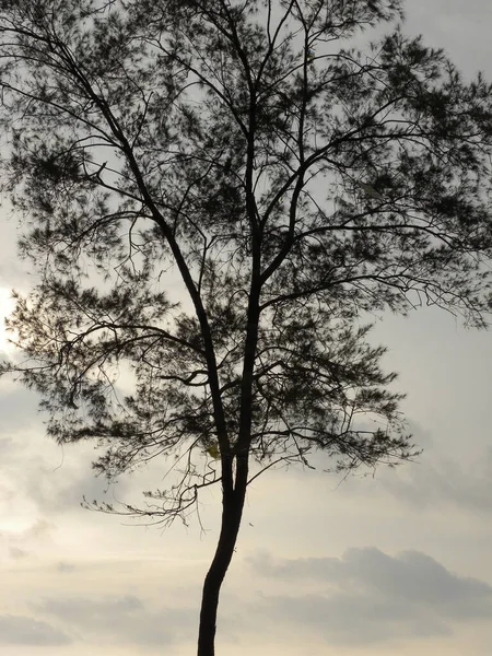 Silueta Árbol — Foto de Stock