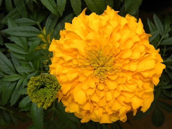 Color Naranja Flor Caléndula —  Fotos de Stock
