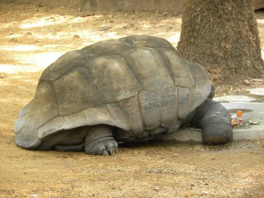 Galapagos dev kaplumbağası (Testudo Fil Topuzu))