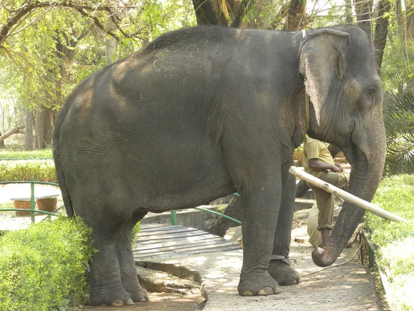 インドの黒象 — ストック写真