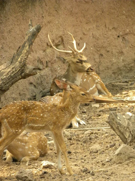 Gespot Hert Cheetal — Stockfoto