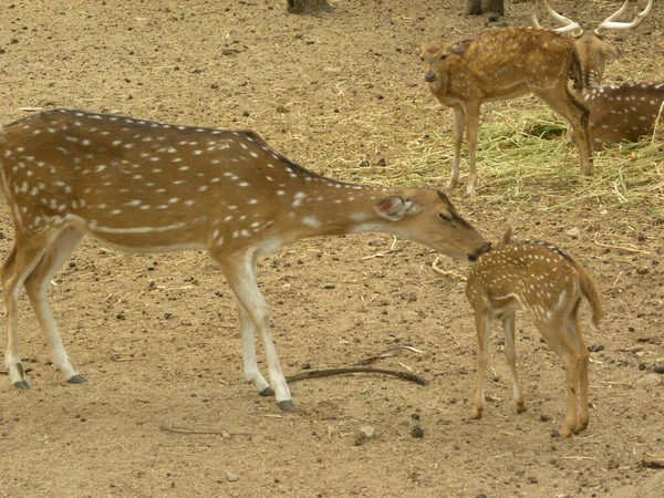 Gespot Hert Cheetal — Stockfoto