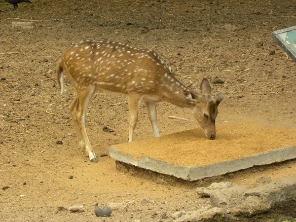 Gespot Hert Cheetal — Stockfoto