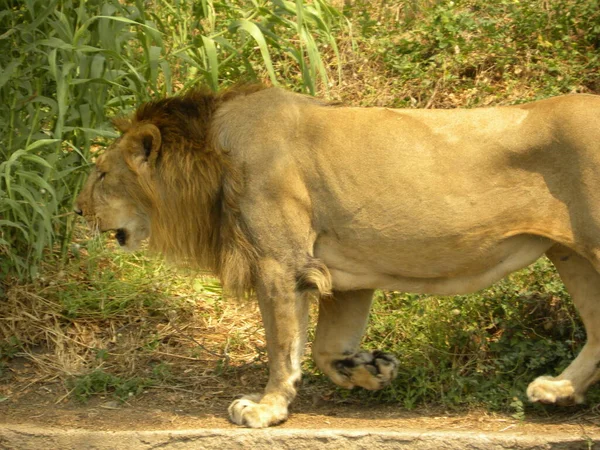 Leão Indiano Panthera Leo — Fotografia de Stock