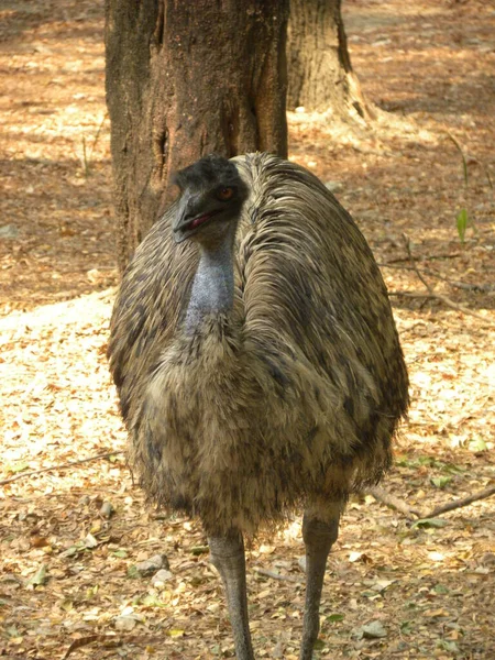 Flightless Emu Bird Standing — Stock Photo, Image