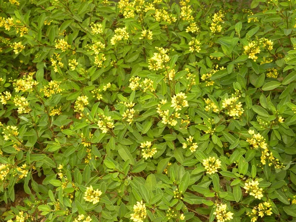 Sárga Színű Virágok Arany Zuhany Növény — Stock Fotó