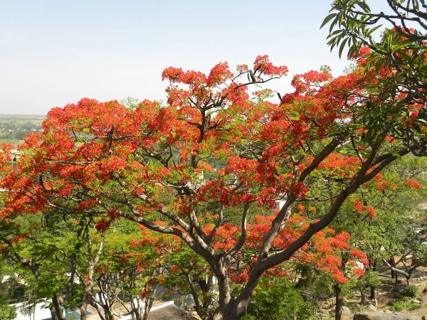 Portakal rengi Royal Poinciana ağacı veya Delonix Regia