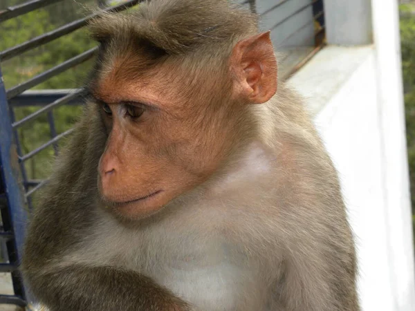 Bonnet Macaque Singe Assis — Photo