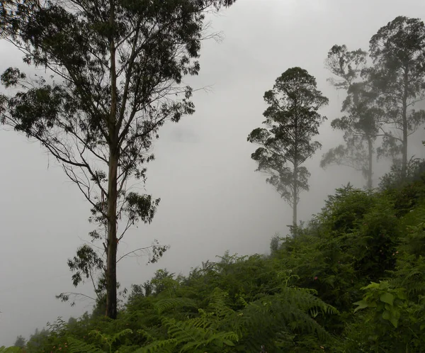 Silueta Árboles Cubiertos Niebla —  Fotos de Stock