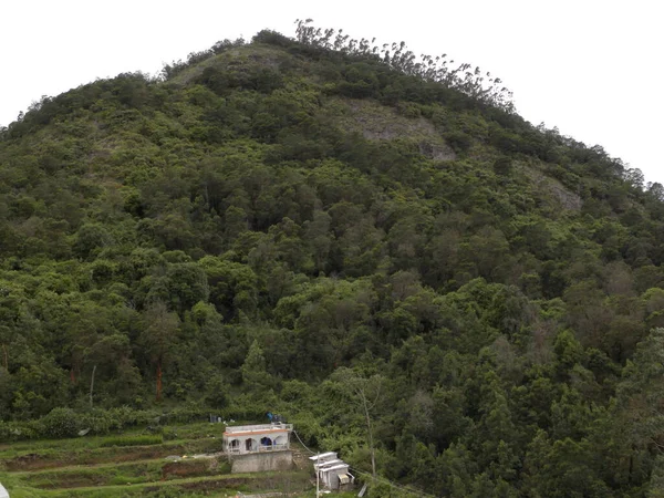 丘を覆う緑の木 — ストック写真