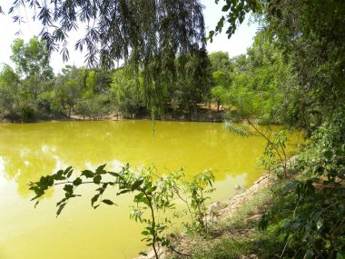 Ormanda sarı renkli göl