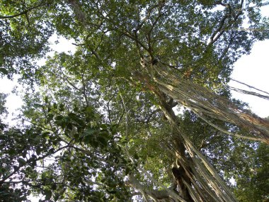 Açık havada büyük bir Banyan ağacı