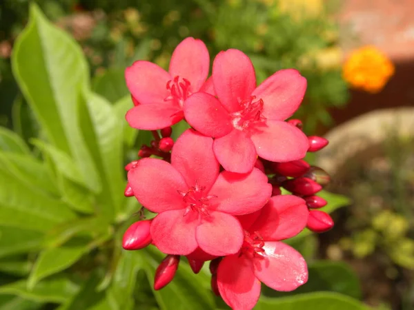Cor Vermelha Nerium Flores Oleandro — Fotografia de Stock