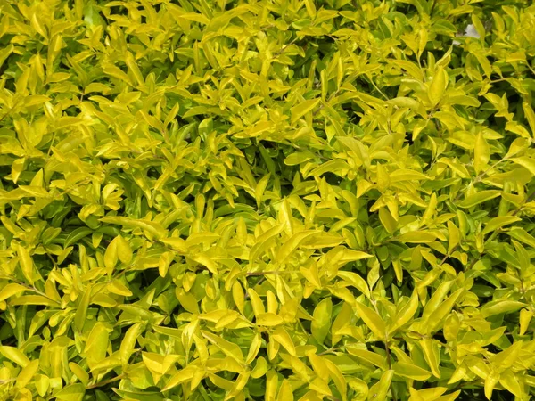 Żółte Zimowe Rośliny Pnącza — Zdjęcie stockowe