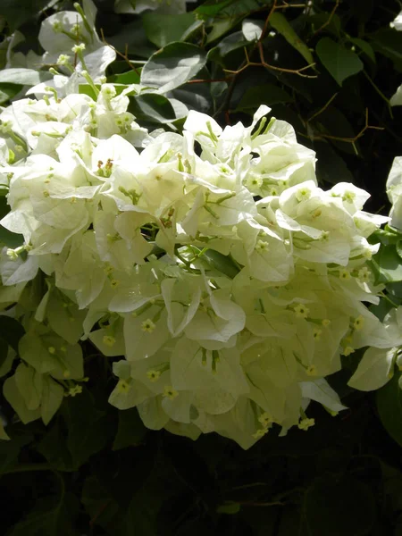 White Color Bougainvillea Flowers — Stock Photo, Image