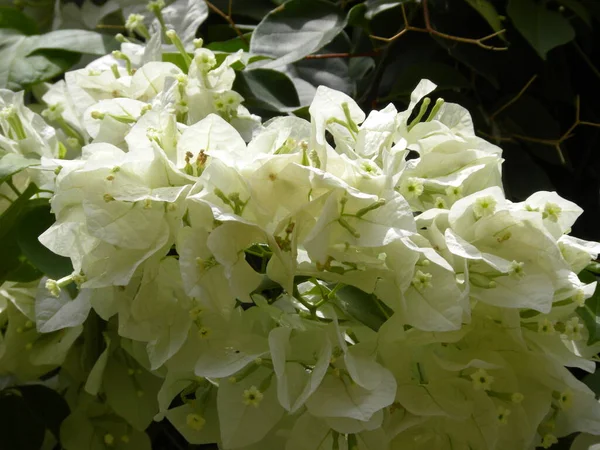 White Color Bougainvillea Flowers — Stock Photo, Image