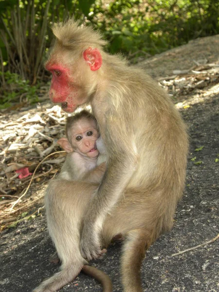 Bonnet Mono Macaco Con Bebé — Foto de Stock