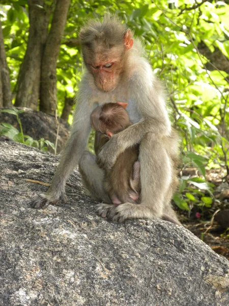 Bonnet Macaque Singe Avec Bébé — Photo