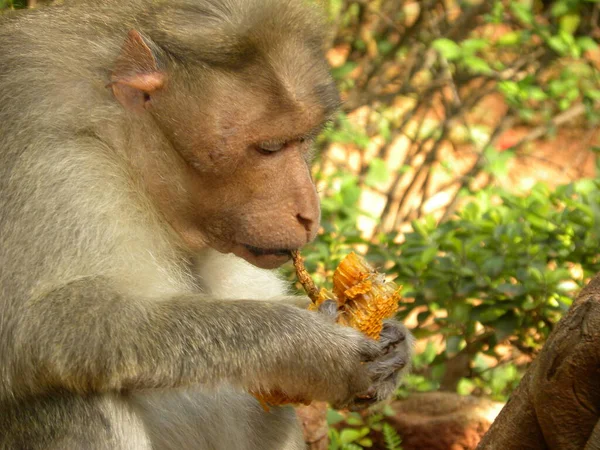 Bonnet Macaque Singe Manger — Photo