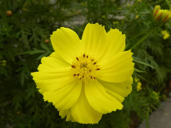 Yellow Wedelia Creeping Daisy Flower — Stock Photo, Image