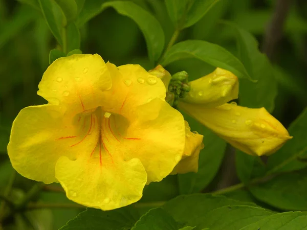 Flor Amarela Videira Trombeta — Fotografia de Stock