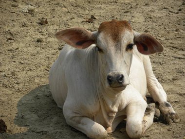 Beyaz renkli genç buzağı