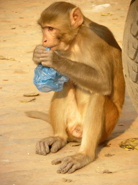 Bonnet Macaque Singe Assis — Photo
