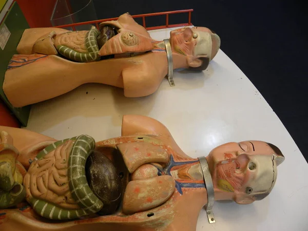 Modelos Ficticios Para Describir Anatomía Humana Masculina Femenina Museo Industrial — Foto de Stock