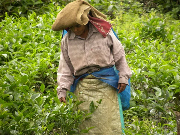 Çay Evlerinde Çay Yaprağı Toplayan Bir Kadın — Stok fotoğraf