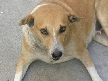 Şirin kahverengi sokak köpeği.