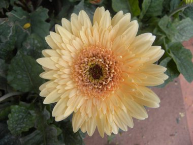 Açık bej ve turuncu Gerbera Daisy veya Gerbera jamesonii veya Barberton Transvaal papatya çiçeği