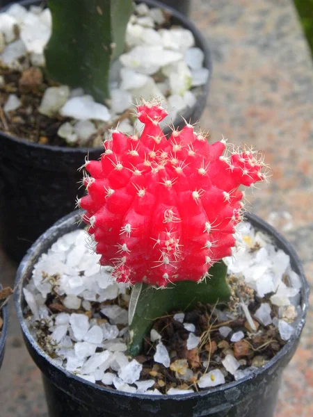 Vörös Hold Kaktusz Vagy Gymnocalycium Mihanovichii Vagy Chin Kaktusz — Stock Fotó
