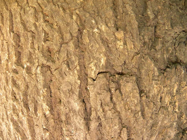 Arbre Brun Jaune Écorce Fond Texturé — Photo