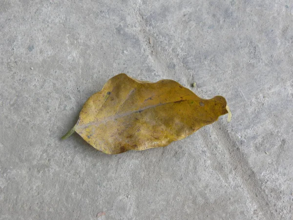Сухой Опавший Лист Полу — стоковое фото