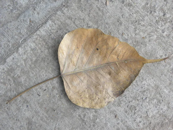 Сухой Опавший Лист Дерева Баньян — стоковое фото