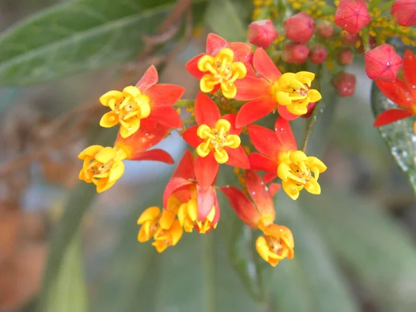 Yellow and red color small Tropical Milkweed or Asclepias curassavica or Scarlet Blood flower or Red head Cotton bush or Mexican butterfly weed flowers