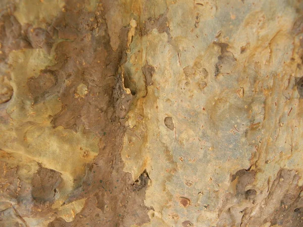 Arbre Brun Jaune Écorce Fond Texturé — Photo