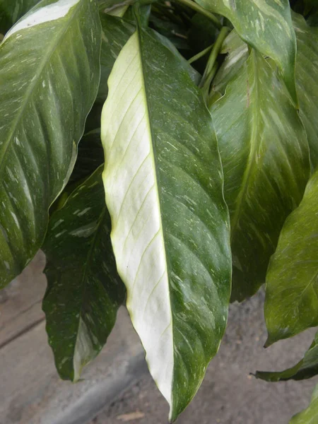 White Green Color Leaves Variegated Cast Iron Plant Aspidistra Elatior — Stock Photo, Image