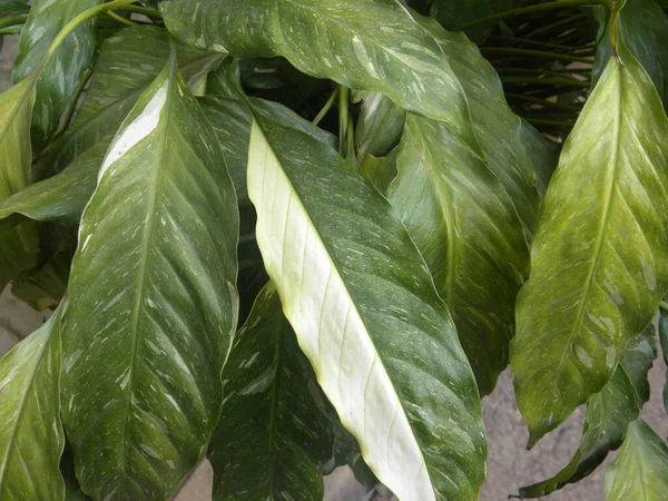 Hojas Color Blanco Verde Planta Variegada Hierro Fundido Planta Sala — Foto de Stock