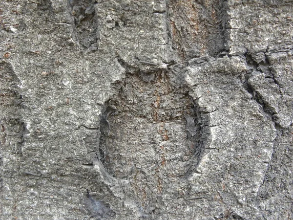 Gri Ağaç Kabuğu Desenli Arkaplan — Stok fotoğraf